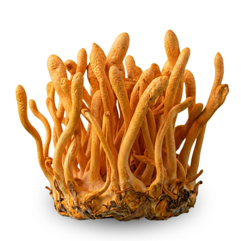 Cordyceps
