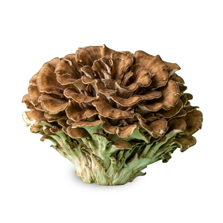 Maitake