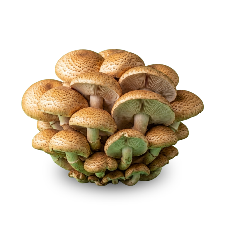 Agaricus Blazei