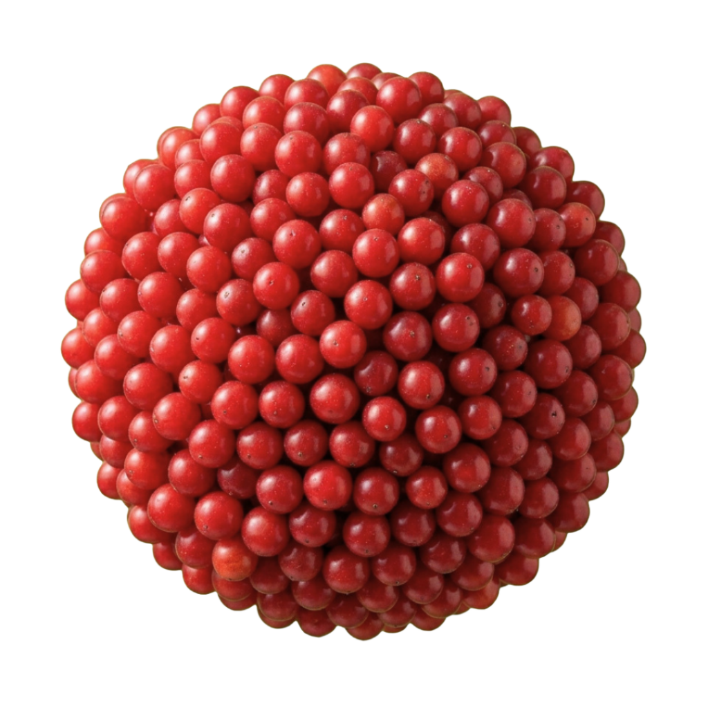 Schisandra chinensis