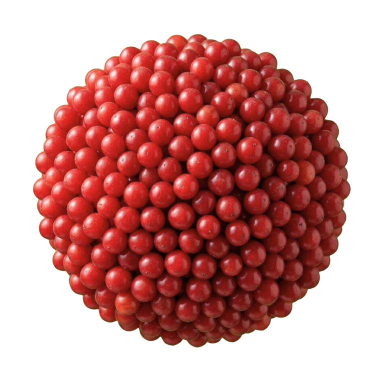 Schisandra chinensis