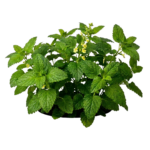 balsamo-de-limon