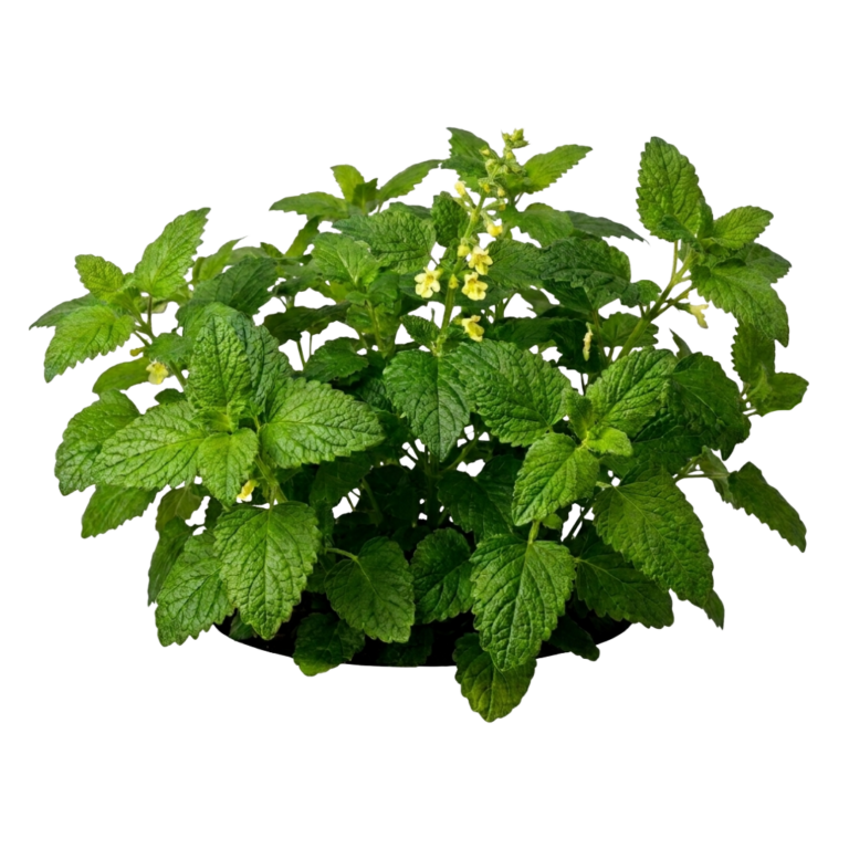 balsamo-de-limon