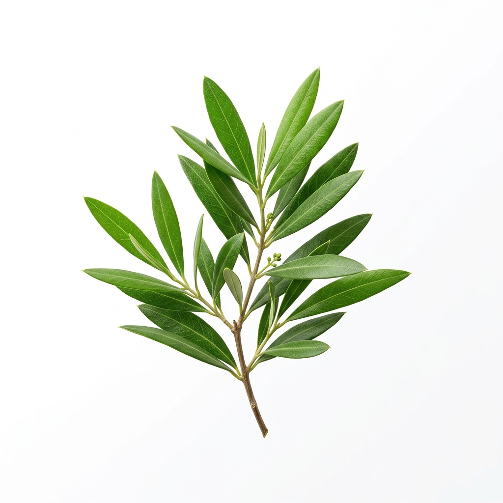 Extracto de Hoja de Olivo